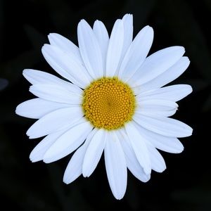 Meet your Posher, Suzanne